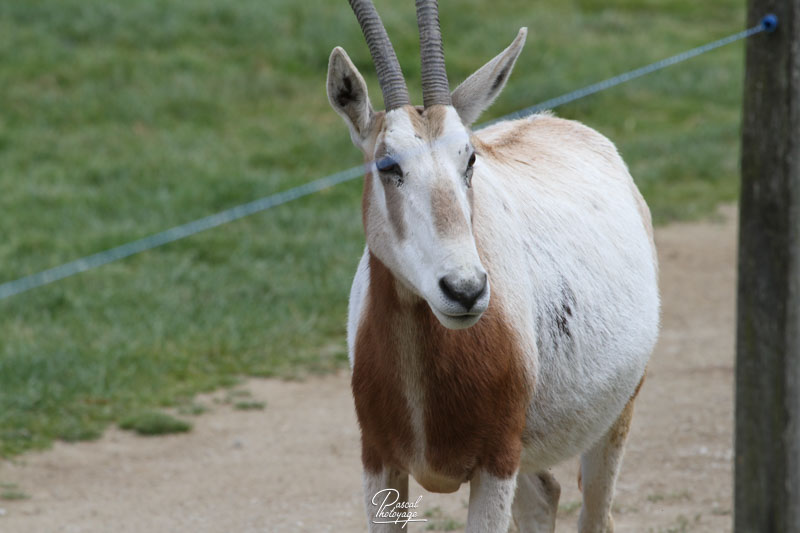 Zoo de La Boissière du Doré