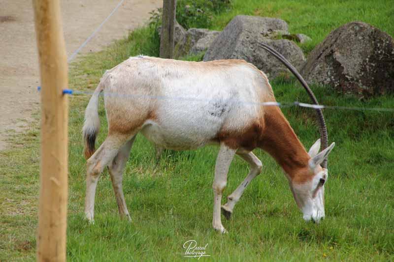 Zoo de La Boissière du Doré