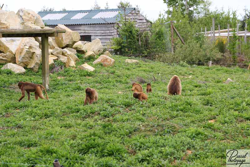 Zoo de La Boissière du Doré