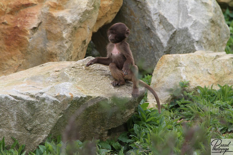 Zoo de La Boissière du Doré