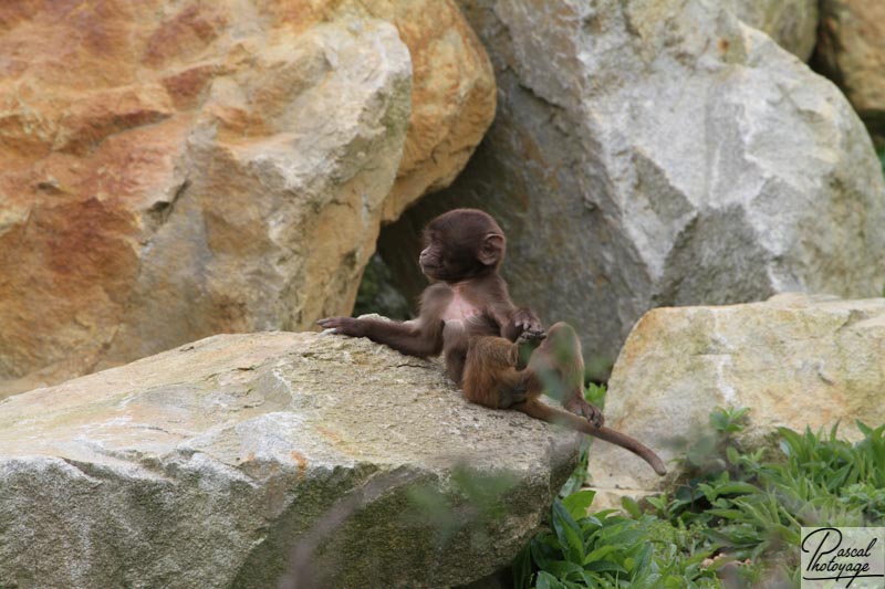 Zoo de La Boissière du Doré