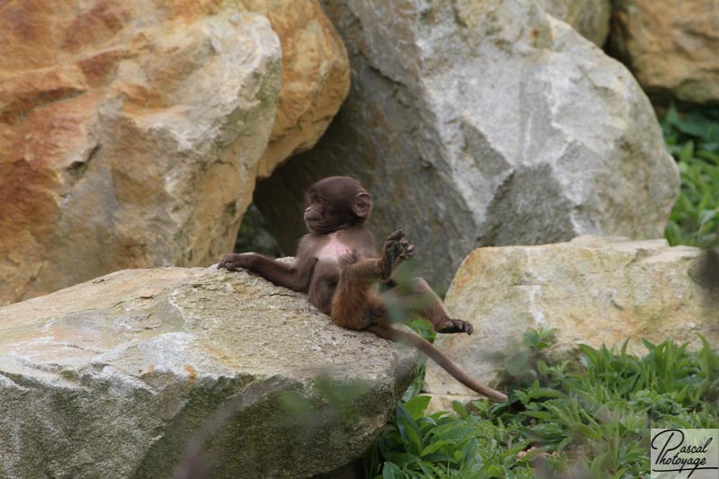 Zoo de La Boissière du Doré