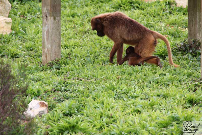 Zoo de La Boissière du Doré