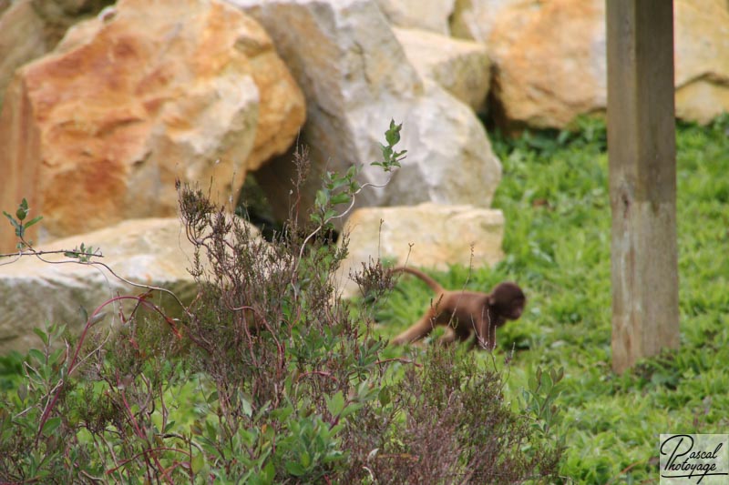 Zoo de La Boissière du Doré