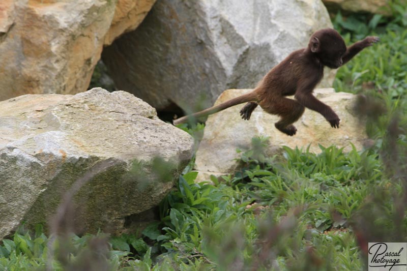 Zoo de La Boissière du Doré