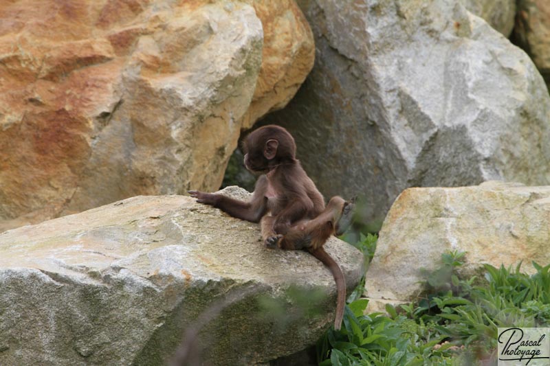 Zoo de La Boissière du Doré