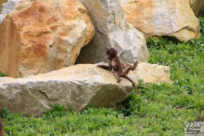 Zoo de La Boissière du Doré