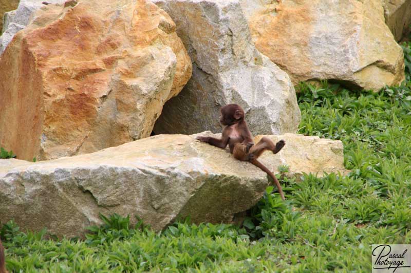 Zoo de La Boissière du Doré