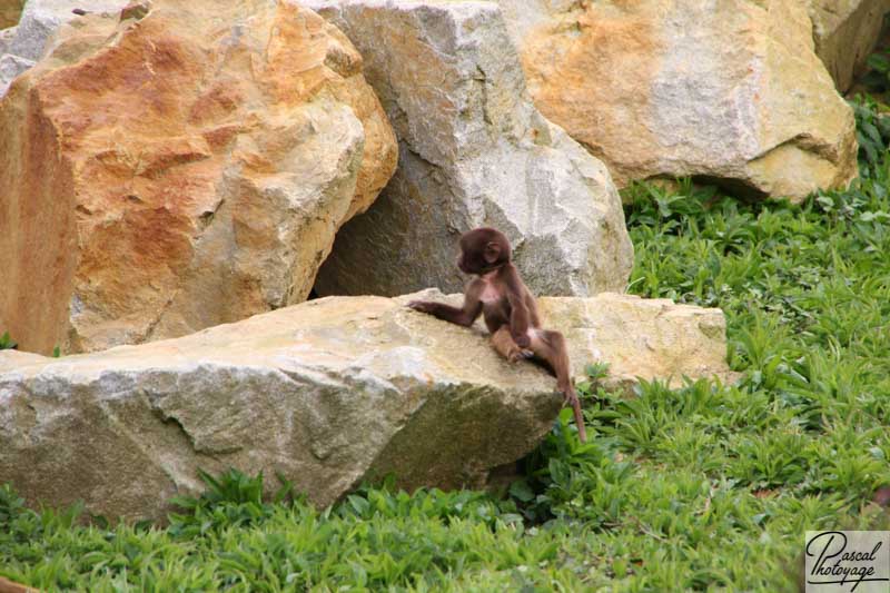 Zoo de La Boissière du Doré