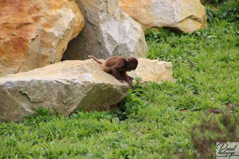 Zoo de La Boissière du Doré