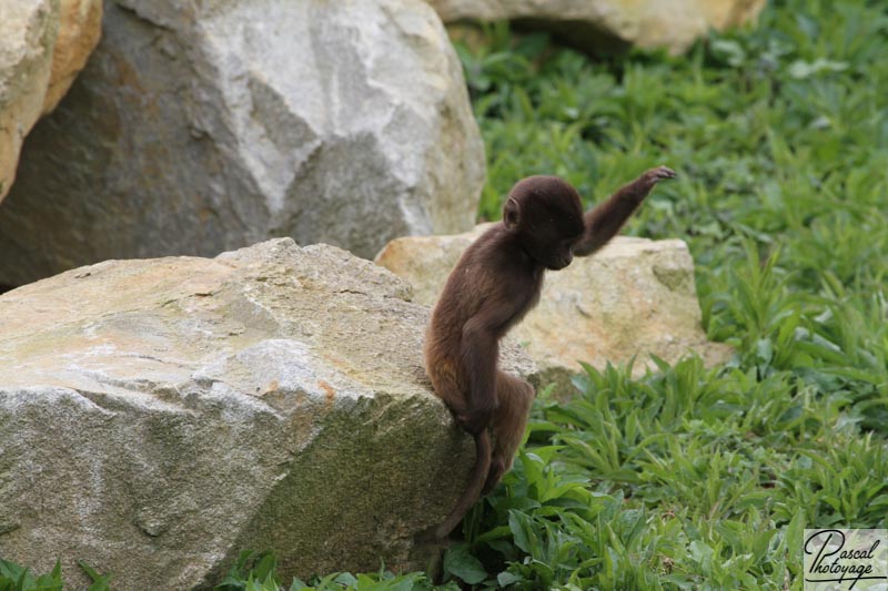 Zoo de La Boissière du Doré