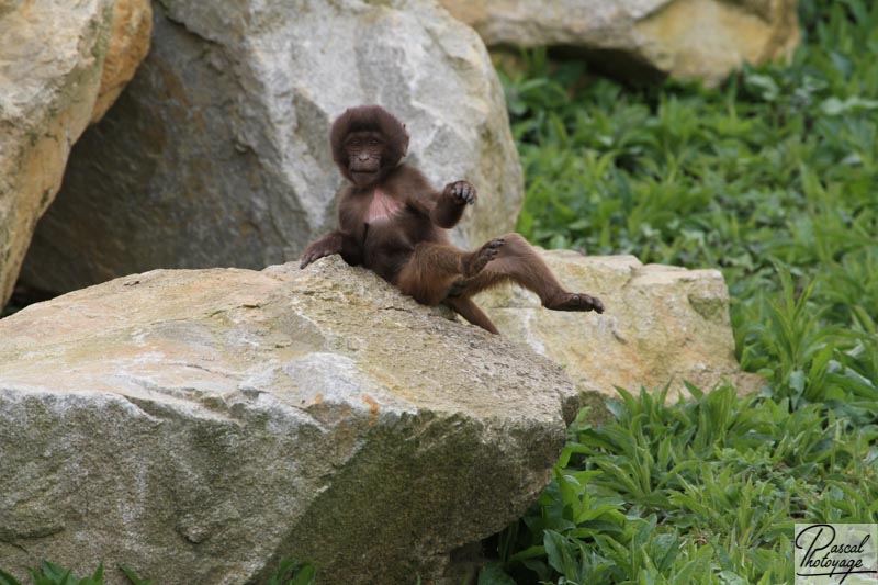 Zoo de La Boissière du Doré