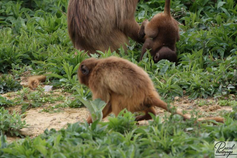 Zoo de La Boissière du Doré