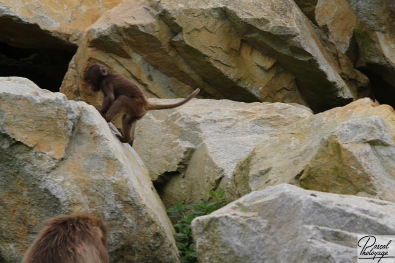 Zoo de La Boissière du Doré