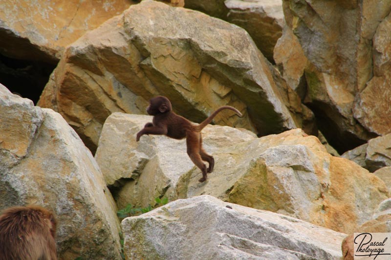 Zoo de La Boissière du Doré