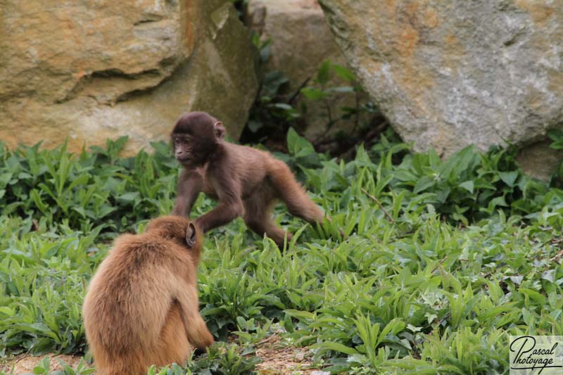 Zoo de La Boissière du Doré