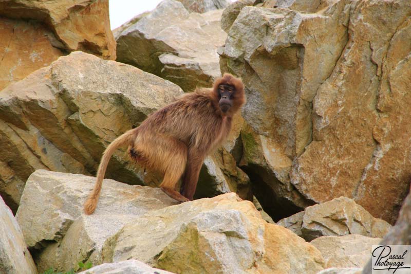 Zoo de La Boissière du Doré