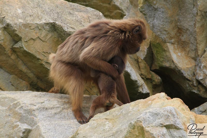 Zoo de La Boissière du Doré