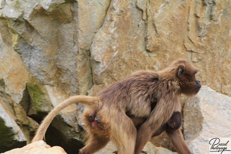 Zoo de La Boissière du Doré