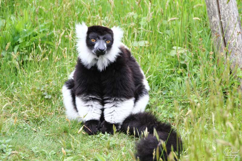 Zoo de La Boissière du Doré