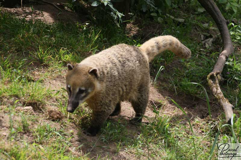 Coati brun ou à nez blanc