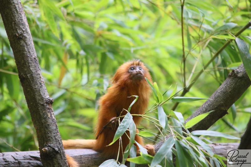 Zoo de La Flèche