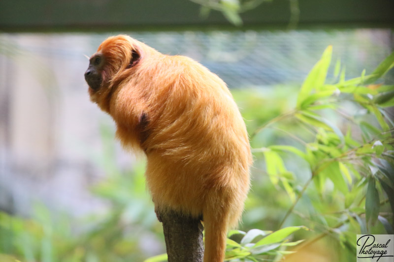 Zoo de La Flèche