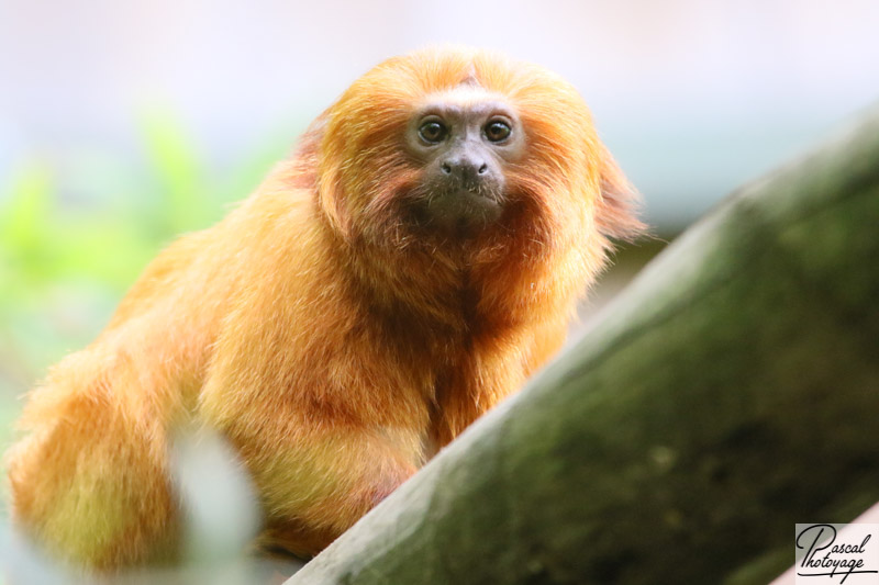 Zoo de La Flèche