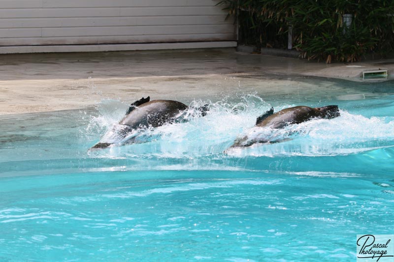 Zoo de La Flèche