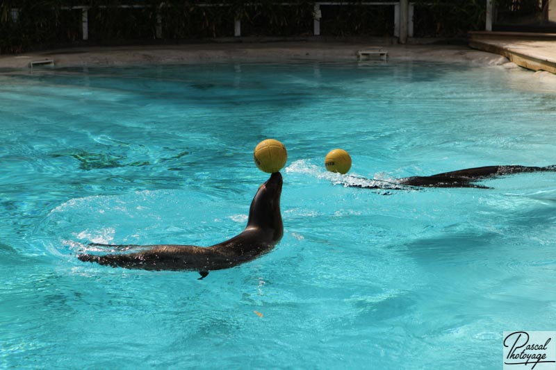 Zoo de La Flèche