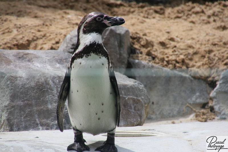 Zoo de La Flèche