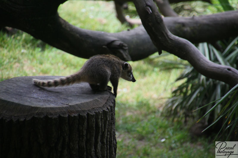 Zoo de La Flèche