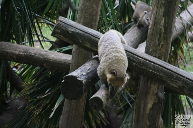 Zoo de La Flèche