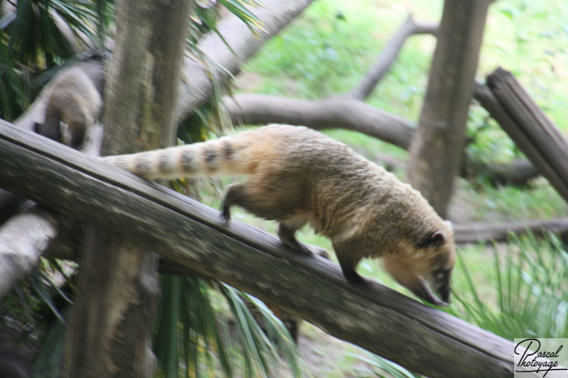 Zoo de La Flèche