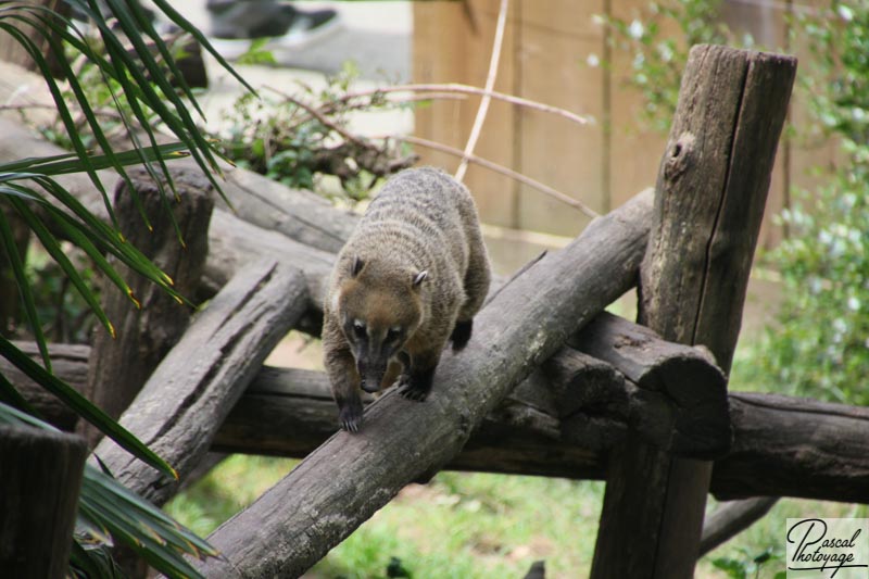 Zoo de La Flèche