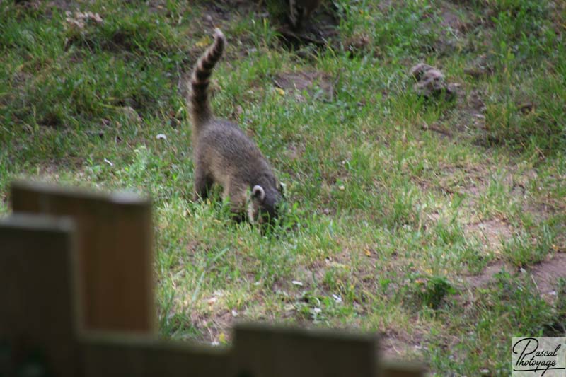 Zoo de La Flèche