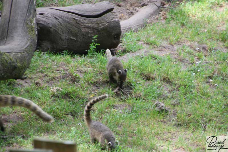 Zoo de La Flèche