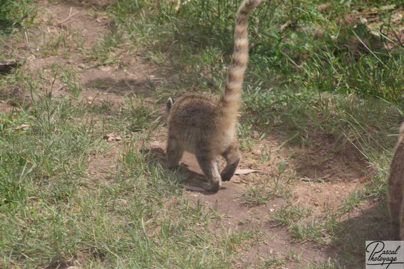 Zoo de La Flèche