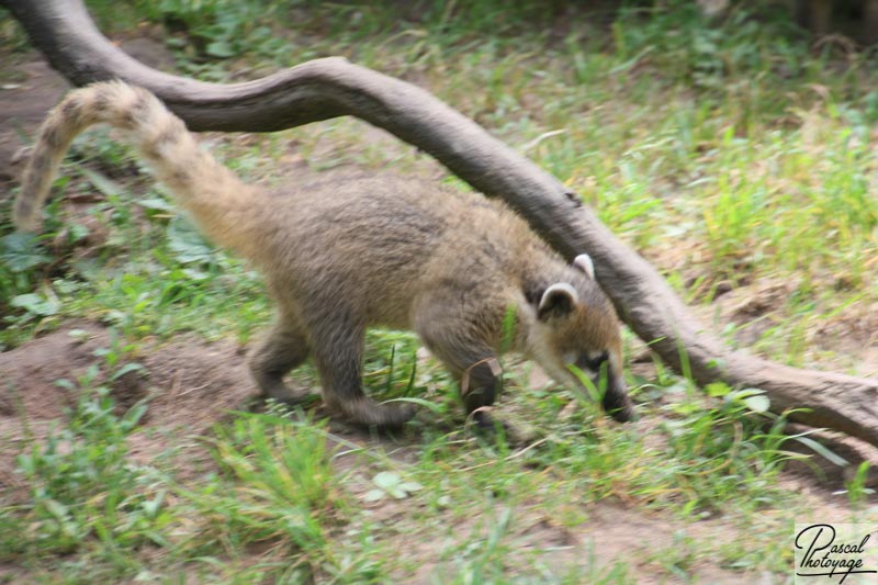 Zoo de La Flèche