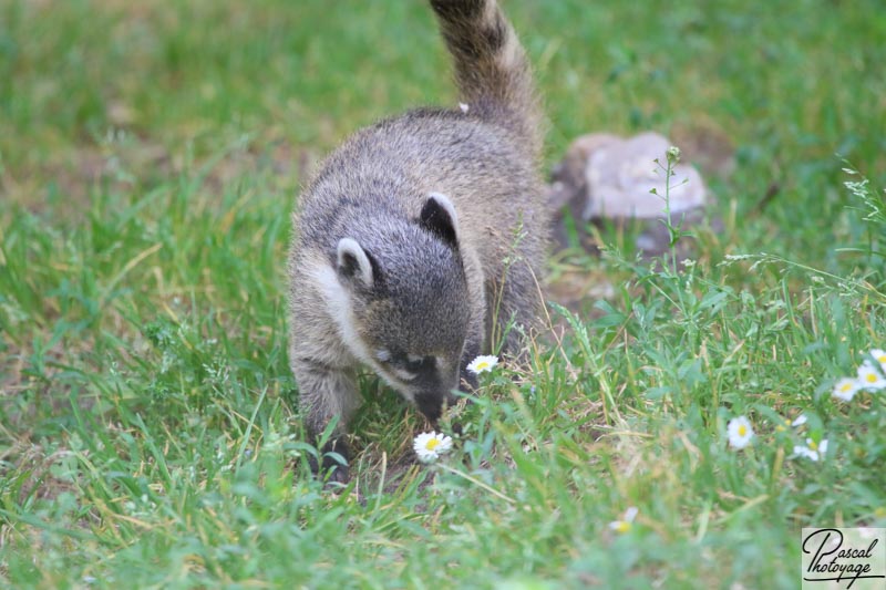 Zoo de La Flèche