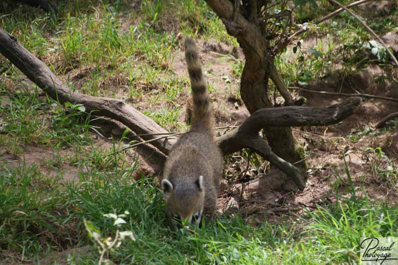 Zoo de La Flèche