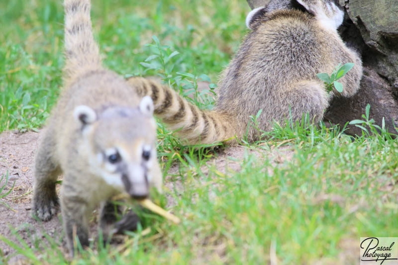 Zoo de La Flèche