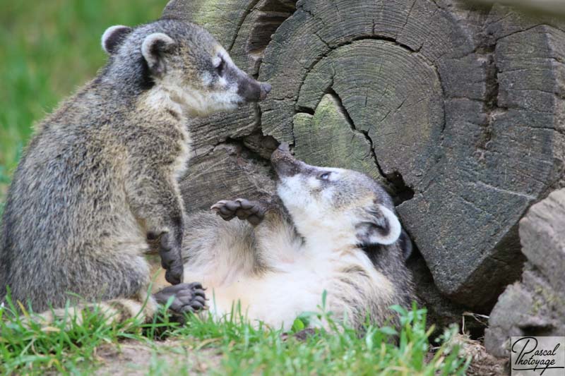 Zoo de La Flèche