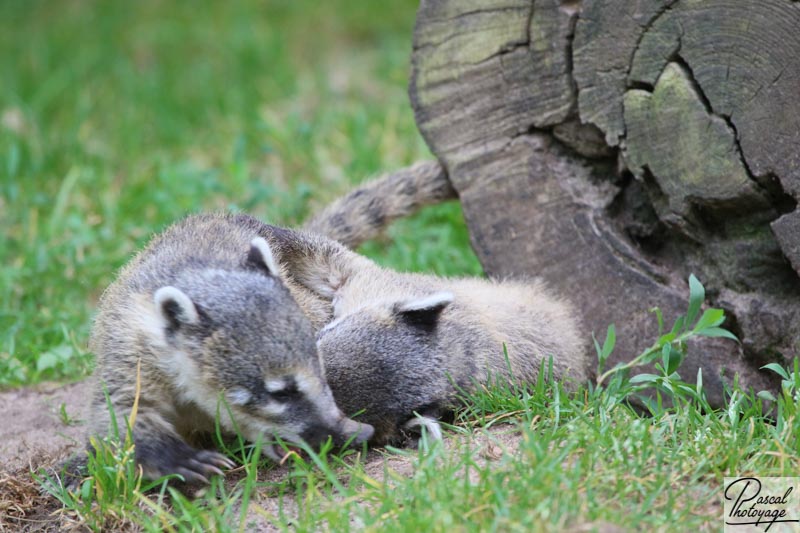 Zoo de La Flèche