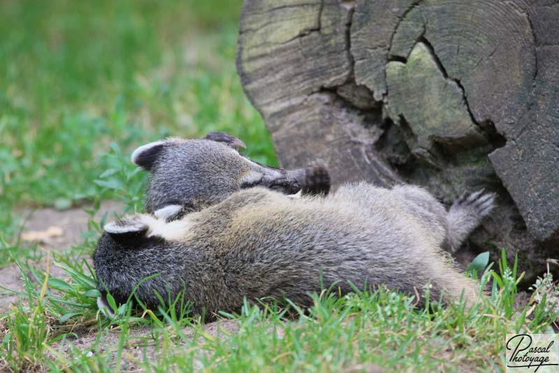 Zoo de La Flèche