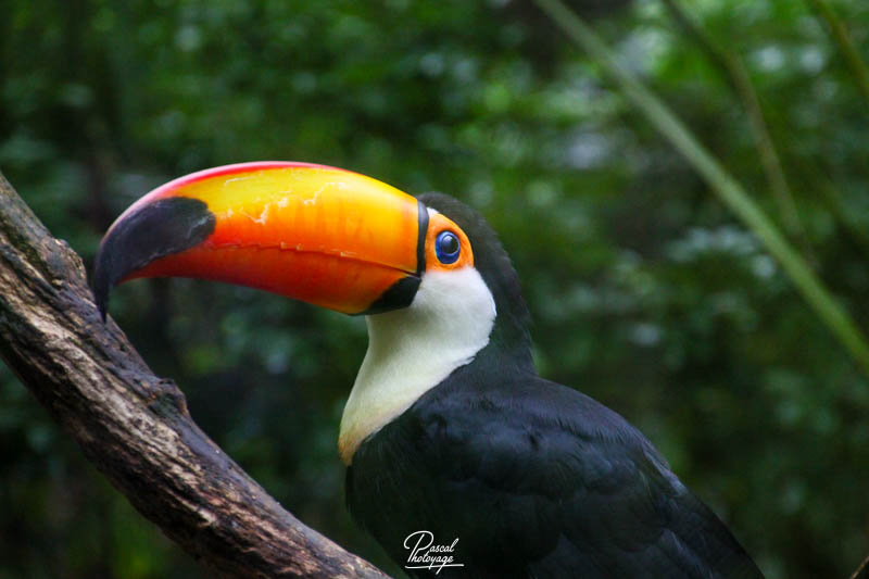 Toucan toco