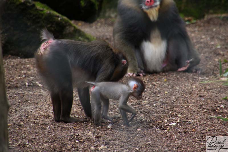 Zoo de La Flèche