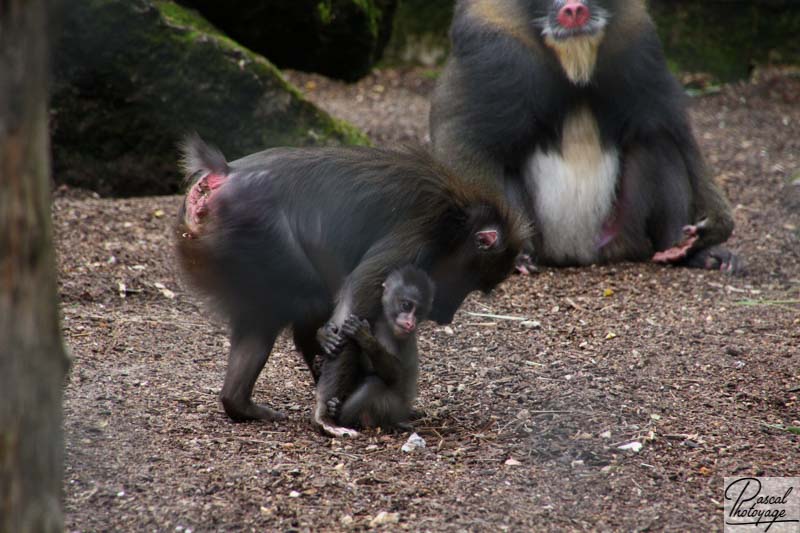 Zoo de La Flèche