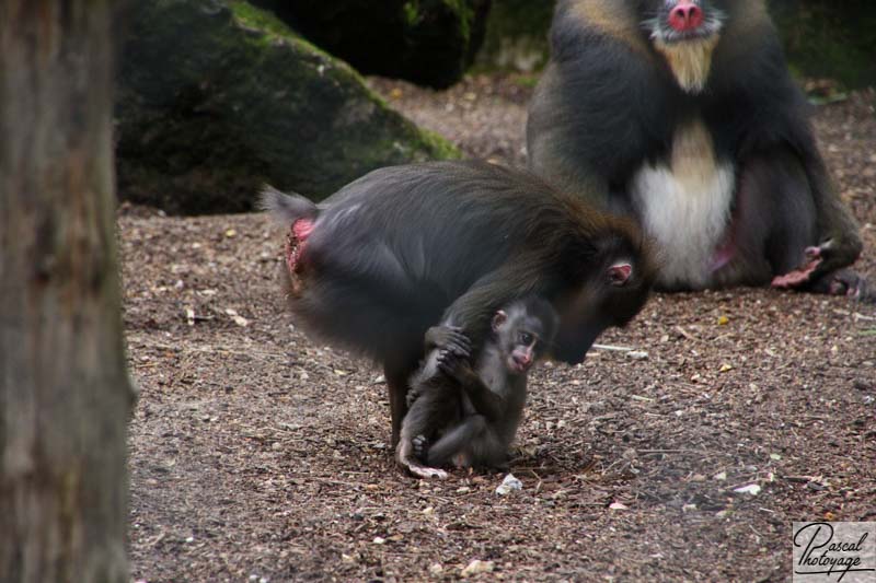 Zoo de La Flèche