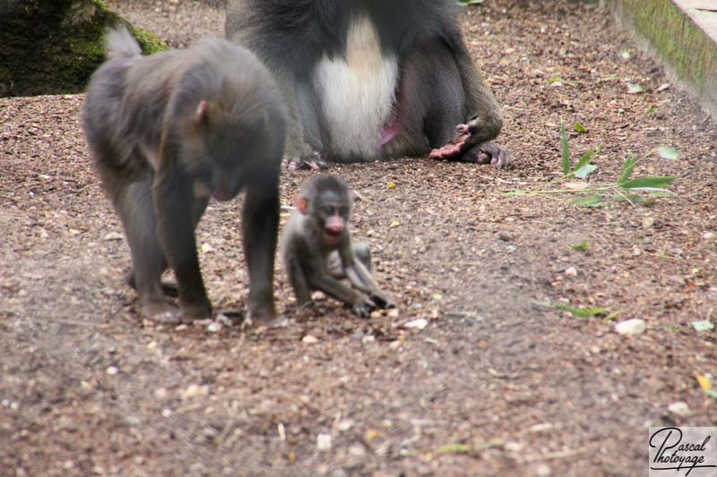 Zoo de La Flèche